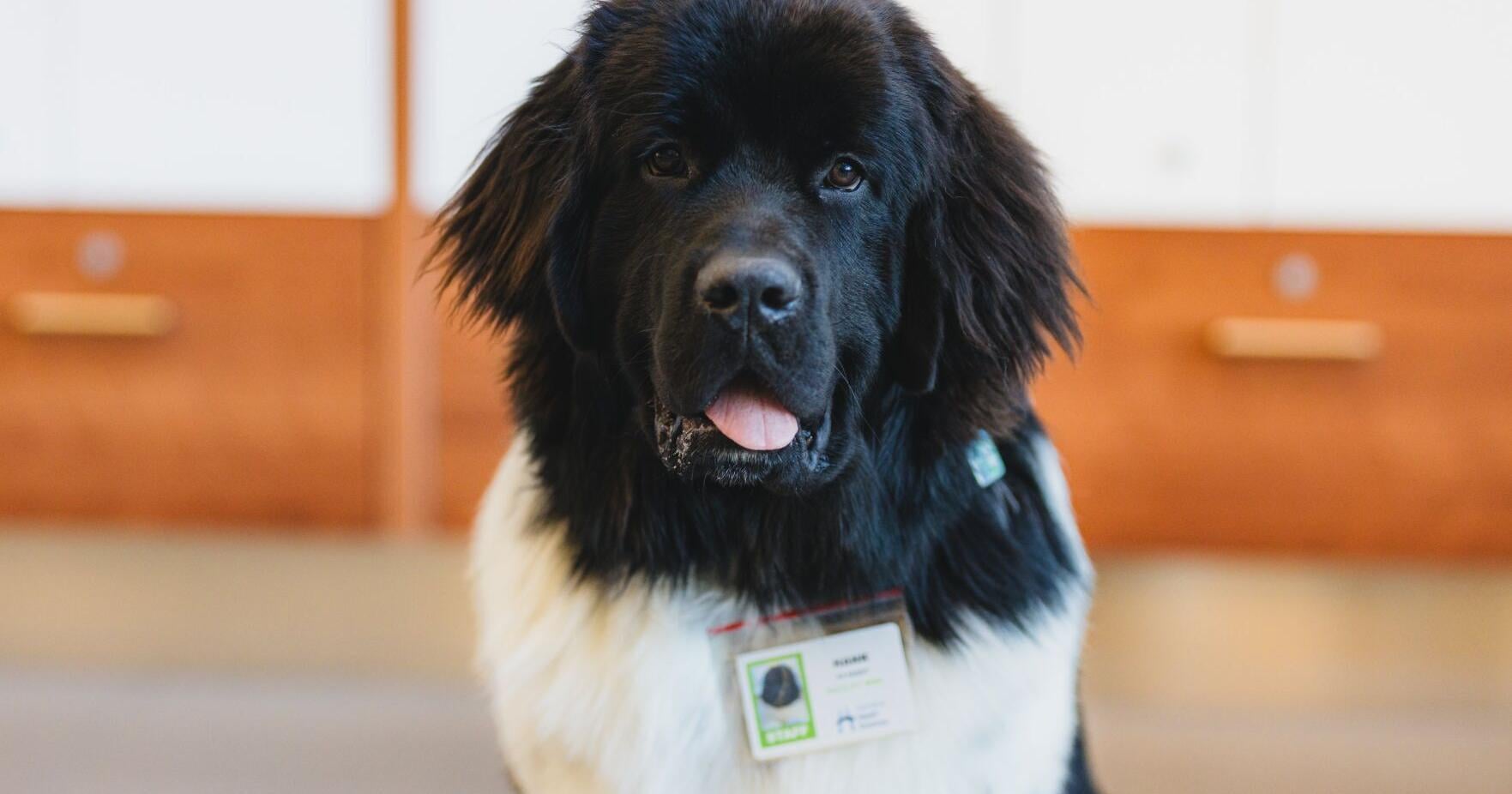 Newfoundland dog Hank helping Hamilton health-care workers - Vimarsana News