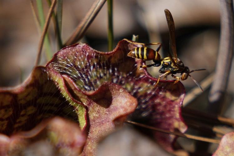 Insect-eating Venus flytraps thrive in the Carolinas as hikers peek ...