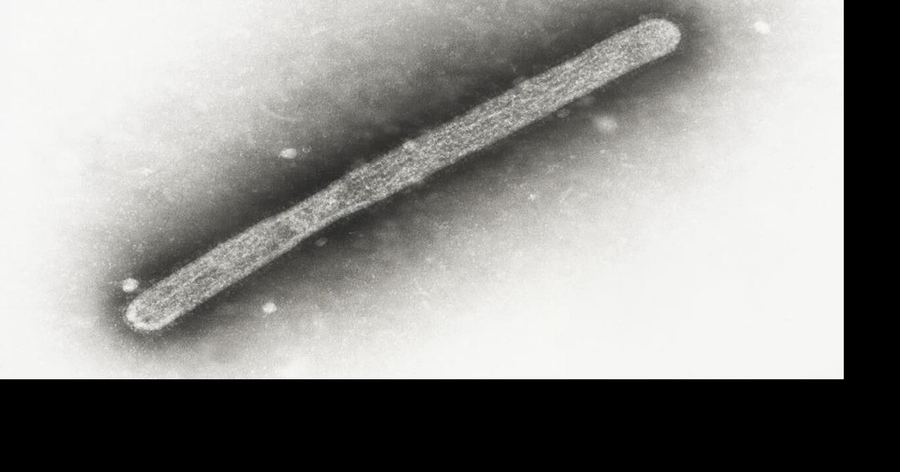 Officials find no evidence bird flu is spreading between people after