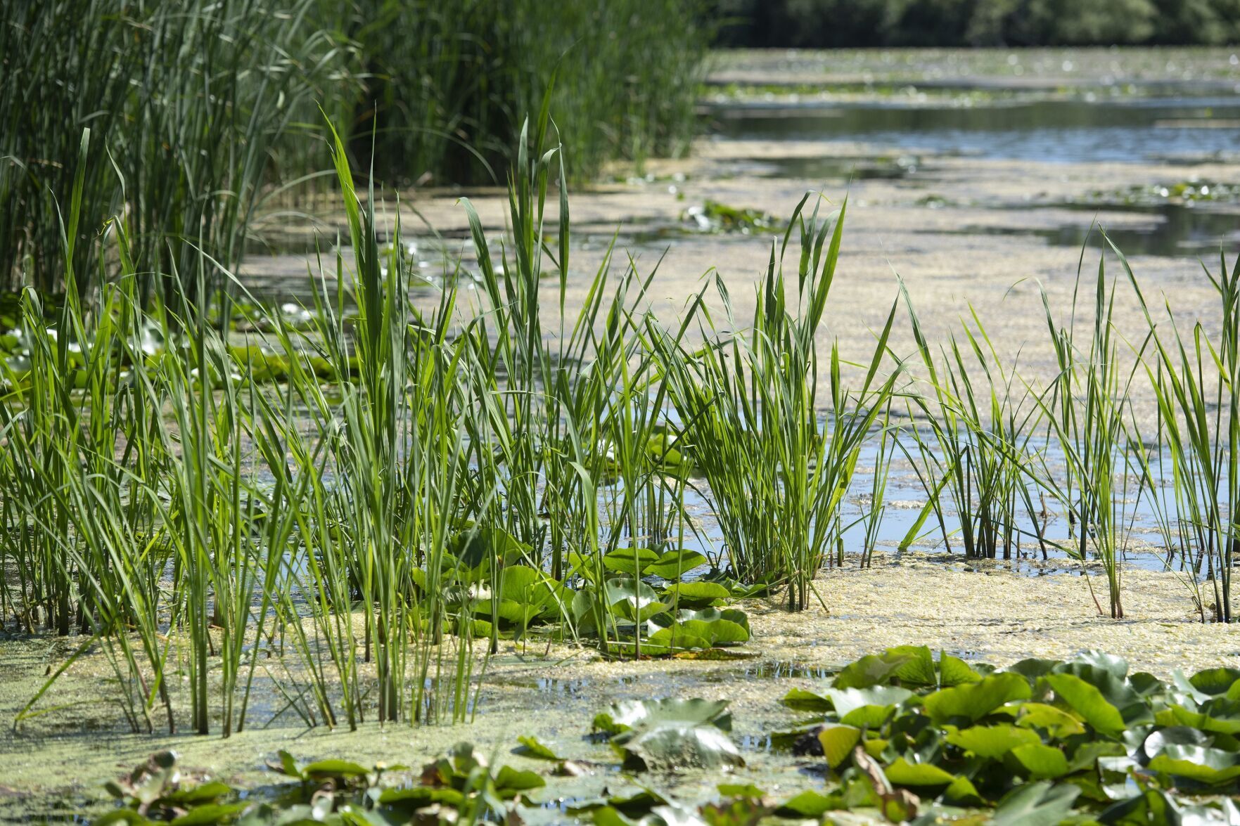 Marsh Rotten McMaster University students can enjoy a restored marsh
