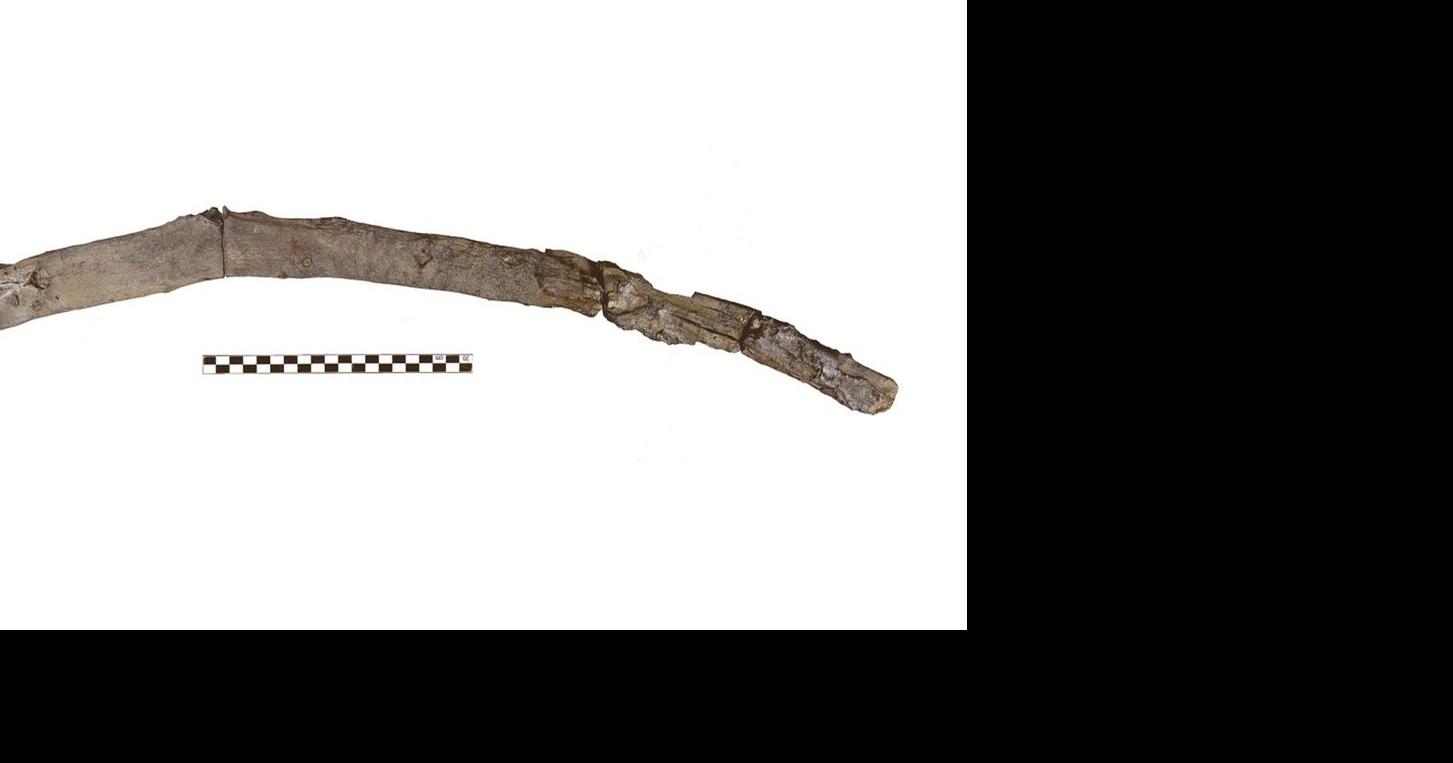Scientists recover the oldest wooden tools from a site in Greece