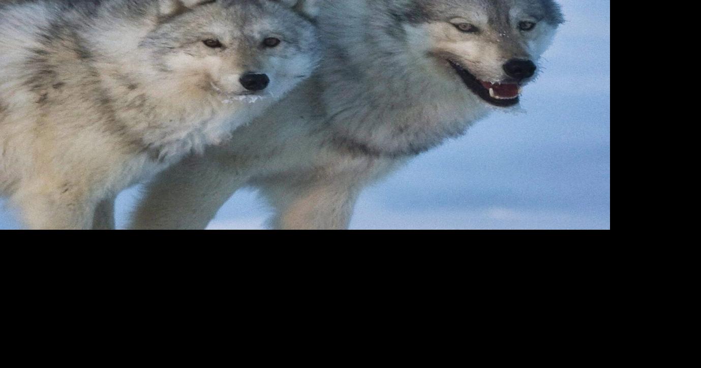 Wolf warning after dog lured to its death, B.C. conservation service says