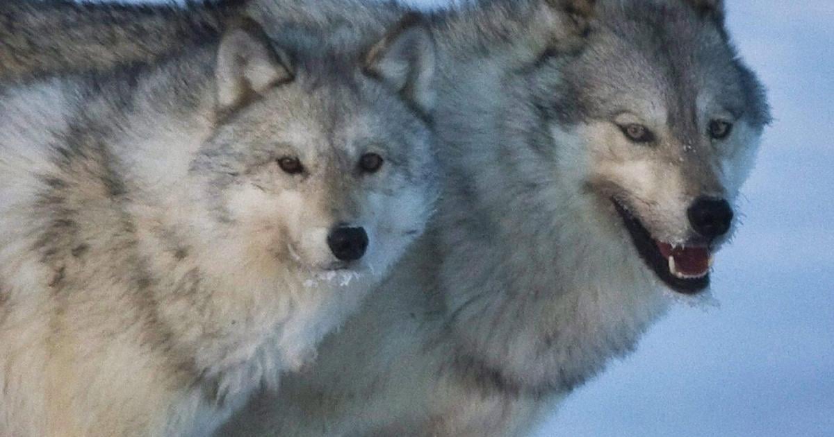 Wolf warning after dog lured to its death, B.C. conservation service says