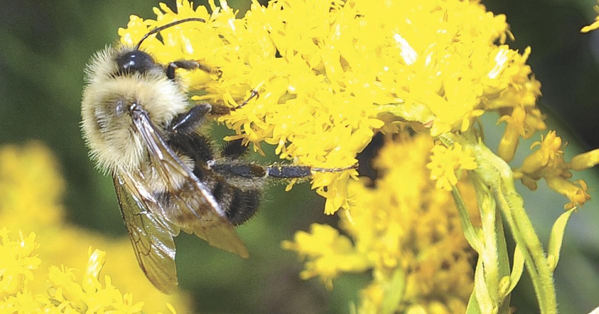 Hamilton Bee Garden Hamilton: Plant native weeds and save the birds, bees and ...
