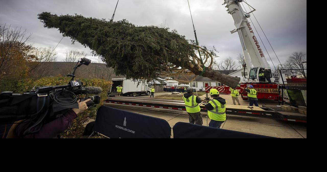 A green giant: This year's 74-foot Rockefeller Center Christmas tree is ...