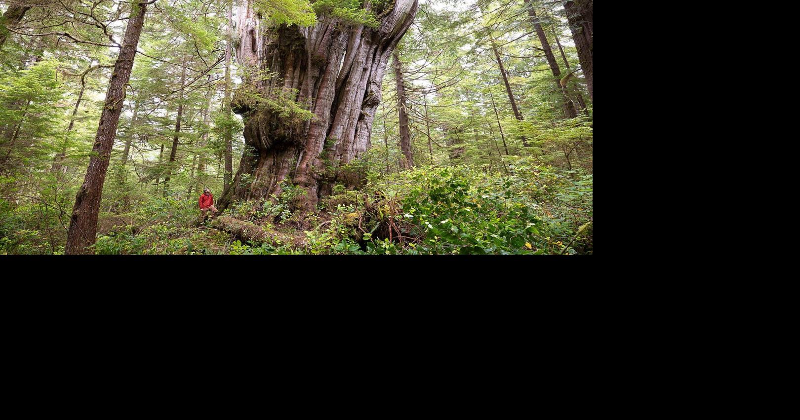 Clayoquot Sound’s only tree farm licence subdivided into three lots to ...