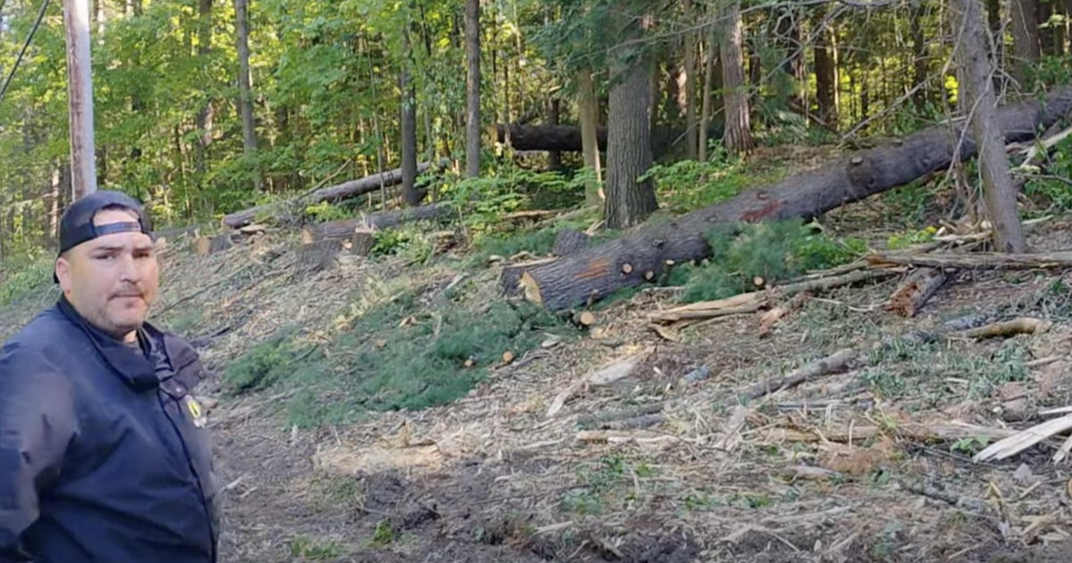 Mature trees cut near power lines in Kanesatake