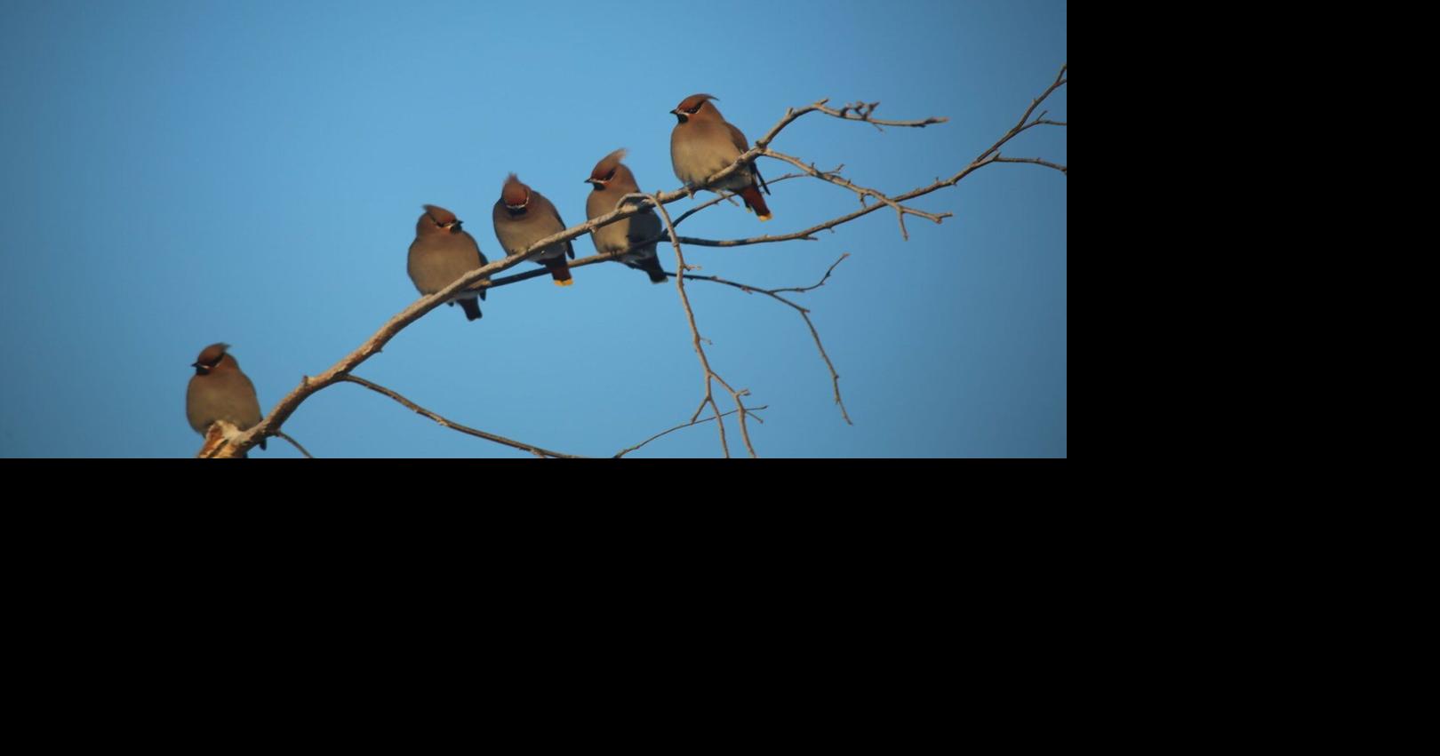 Birds of a feather counted during Hay River’s Christmas Bird Count