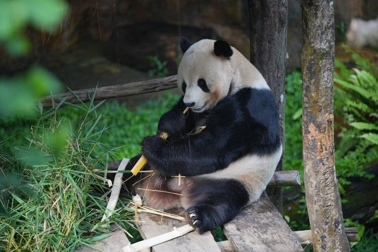 Indonesia's first giant panda cub, Rio, is growing and healthy before ...