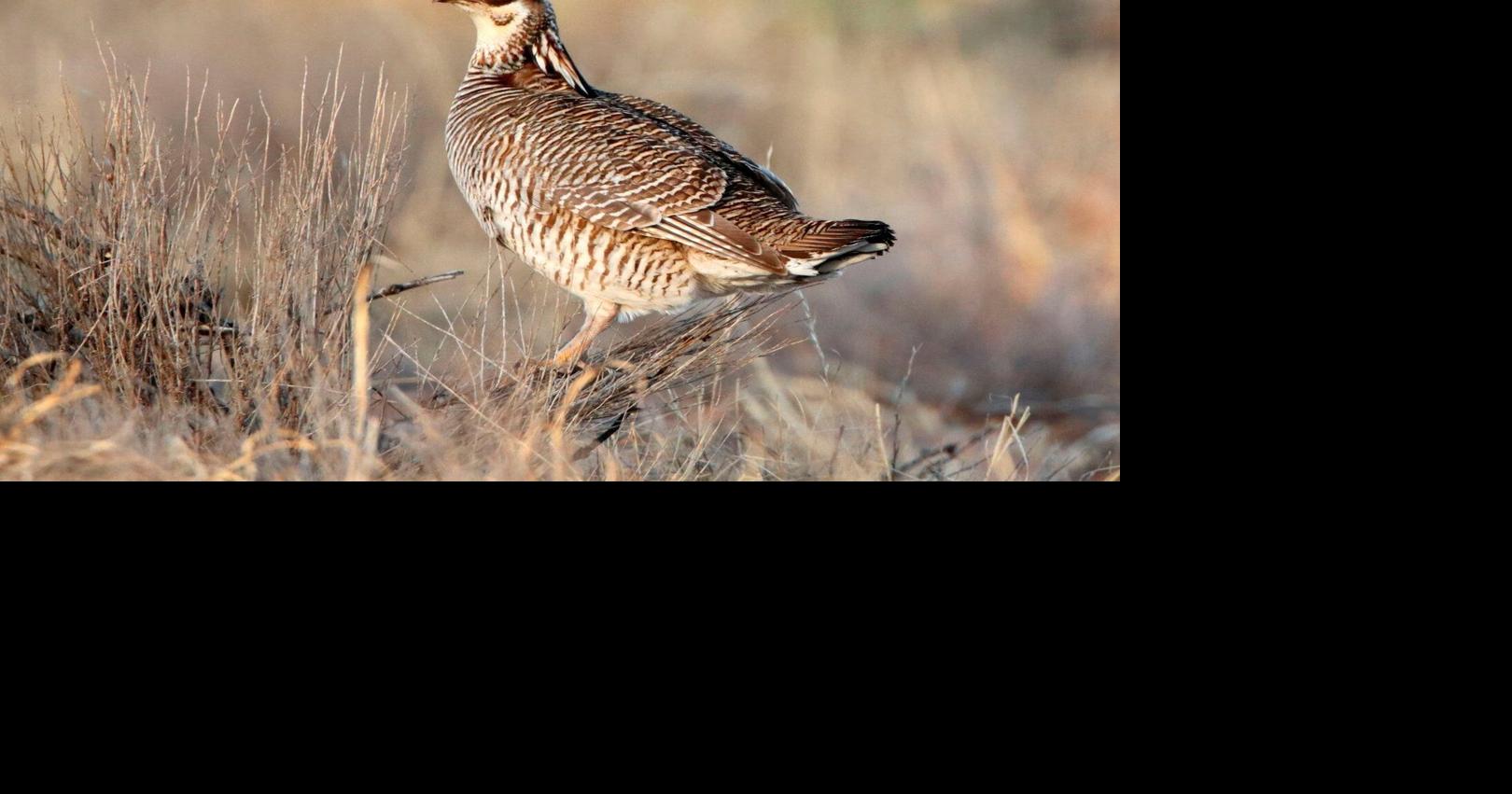 Trump administration ends protections for rare dancing prairie bird