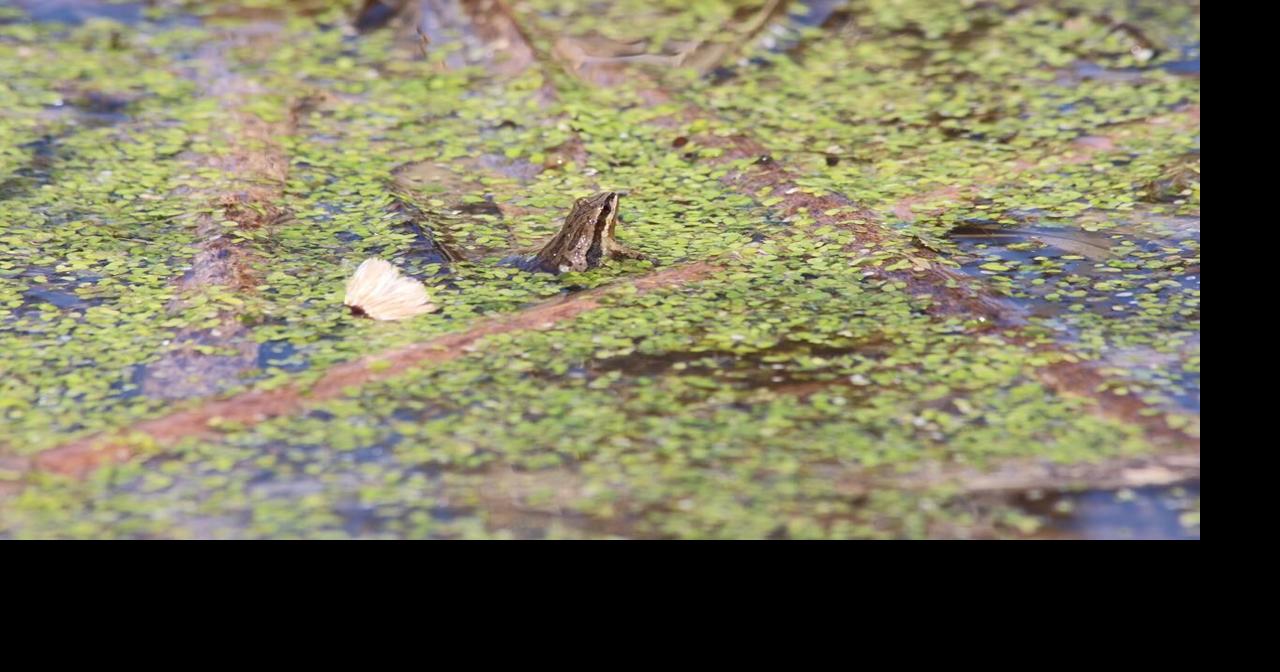 Federal government says funding has restored threatened frog's habitat ...