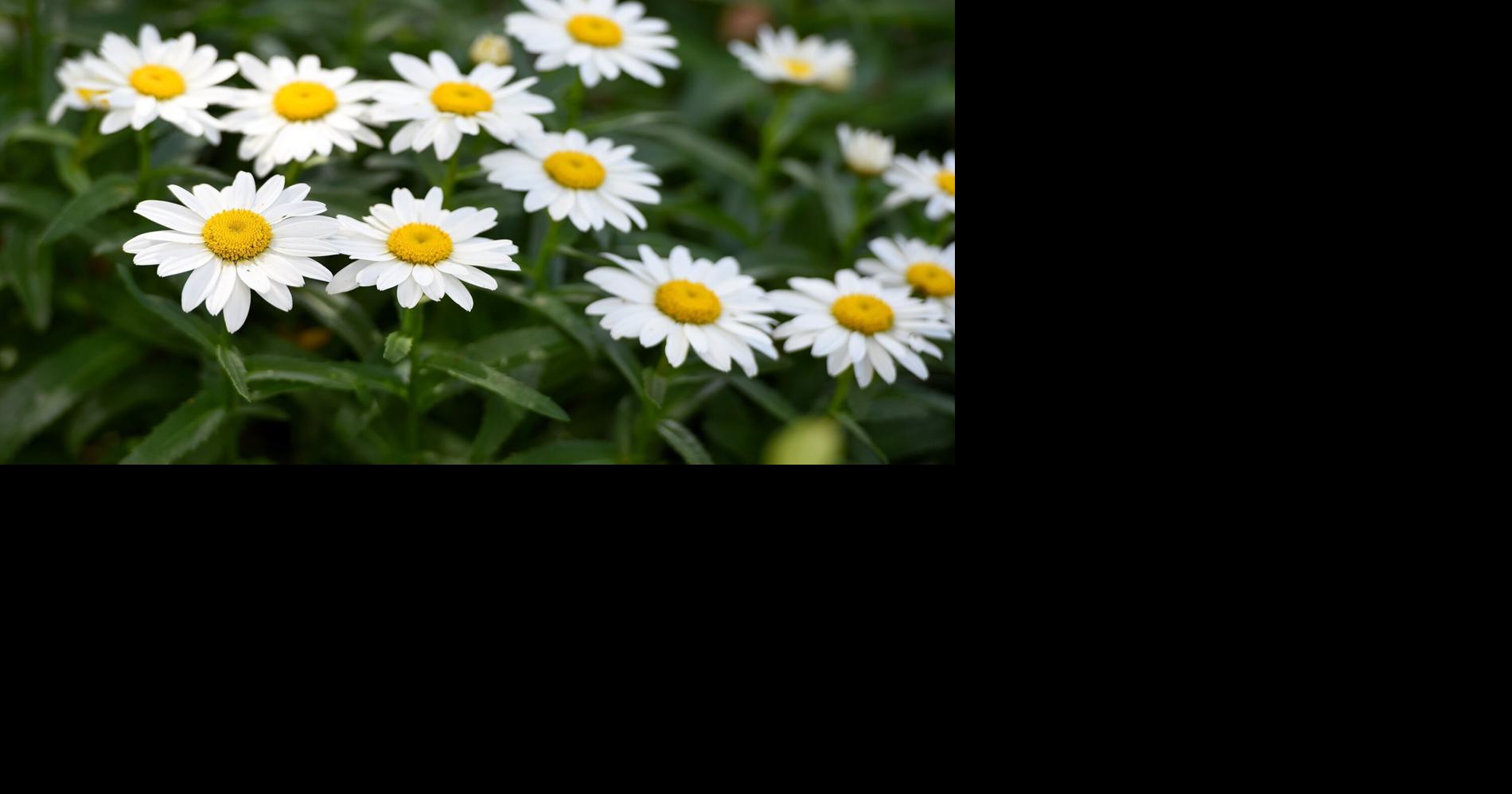 Open Garden Week need to know