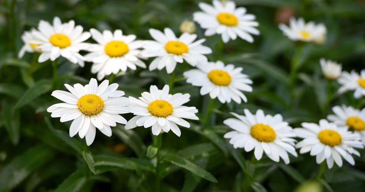 Open Garden Week need to know