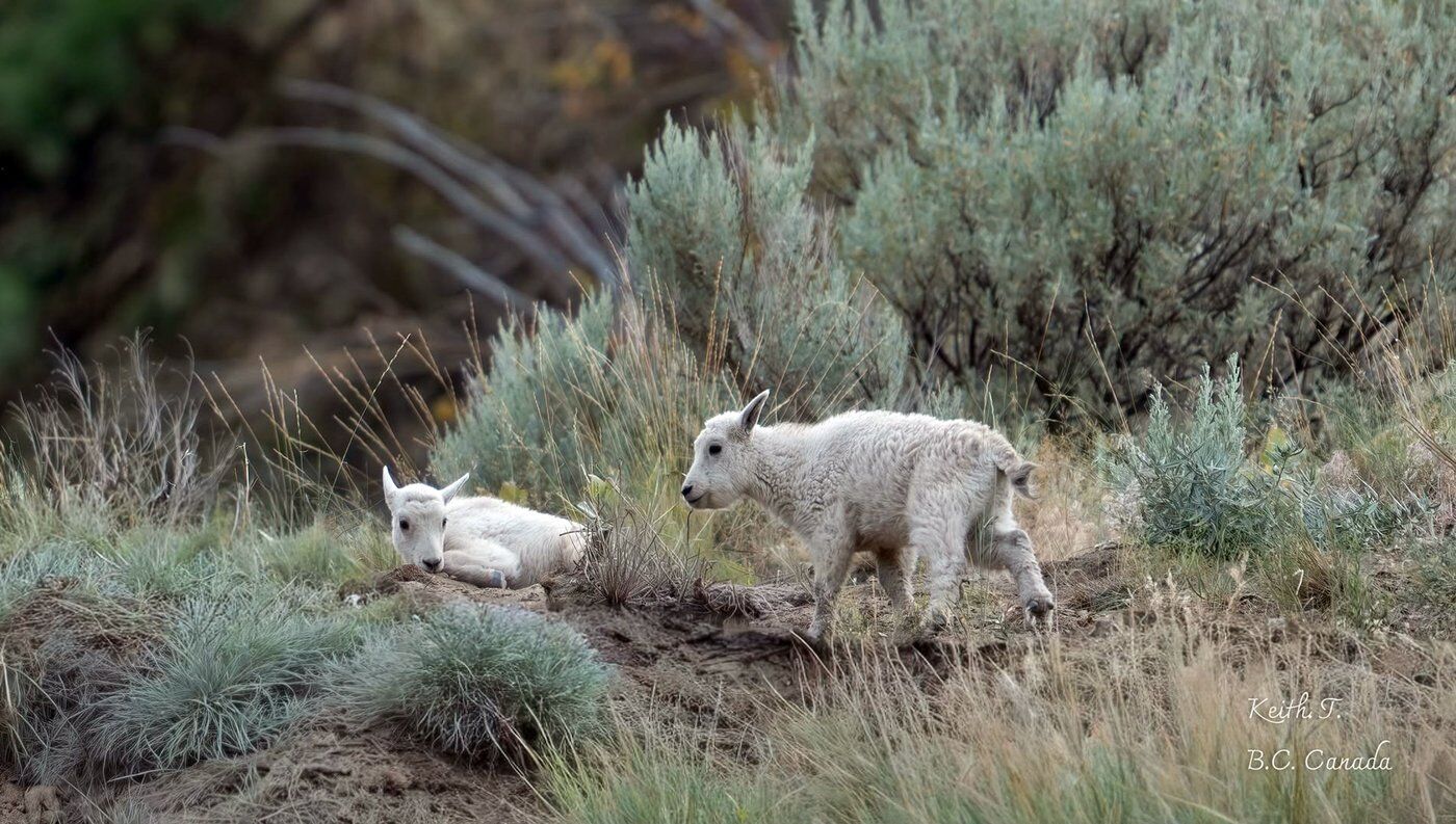 Status of 'iconic' mountain goats near evacuated Summerland, B.C. uncertain as Bald Range wildfire burns out of control; unconfirmed sightings reported