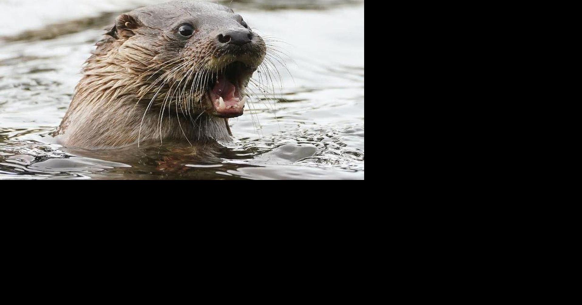 River otter attack on Port Alberni tween ‘unusual and rare’, says COS