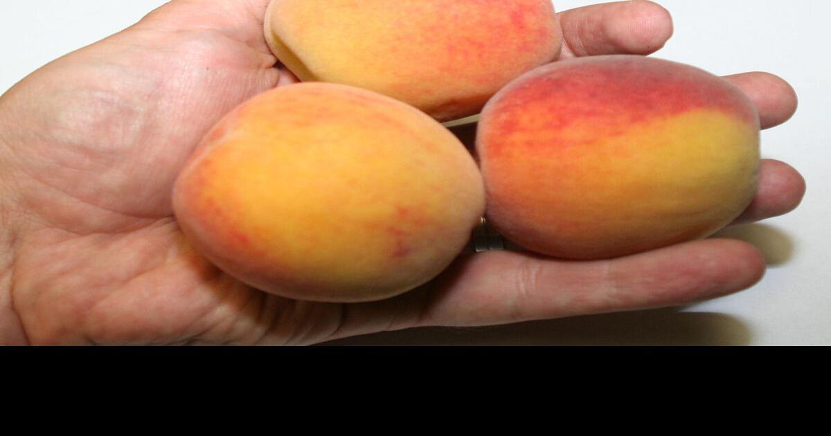 Drought results in smaller peaches for Niagara, Stoney Creekarea farmers
