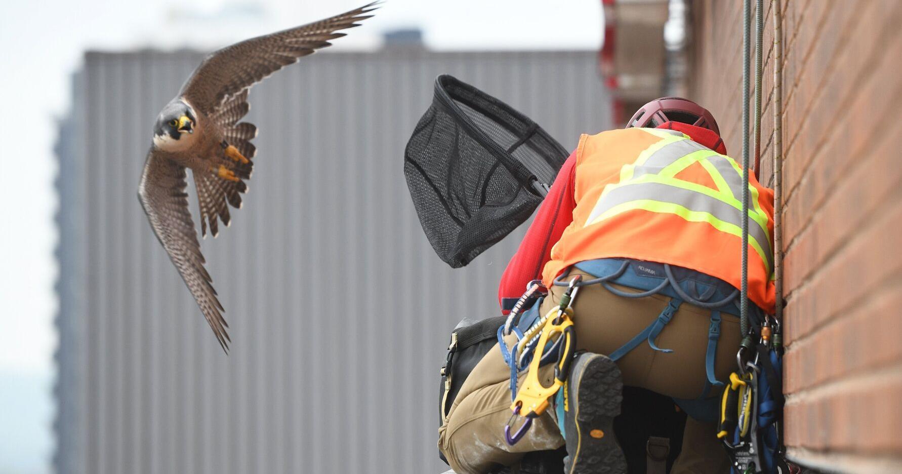 Hamilton peregrine falcon chicks named and banded - Vimarsana News