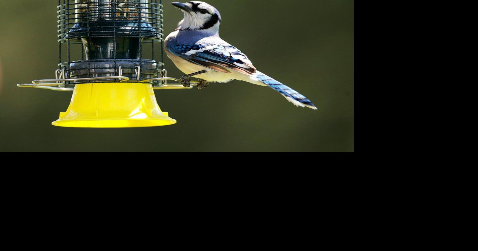 As the garden winds down, it's time to care for winter-prepping birds