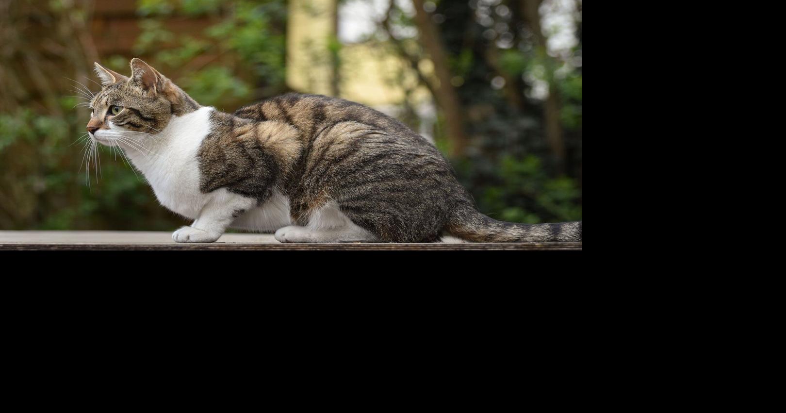Selkirk defends animal-control program amid concerns over stray cats