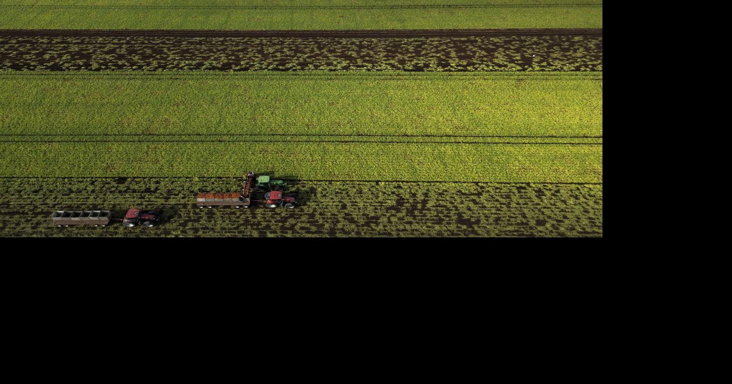 Soaring diesel prices squeeze already tight agriculture margins: Farm ...