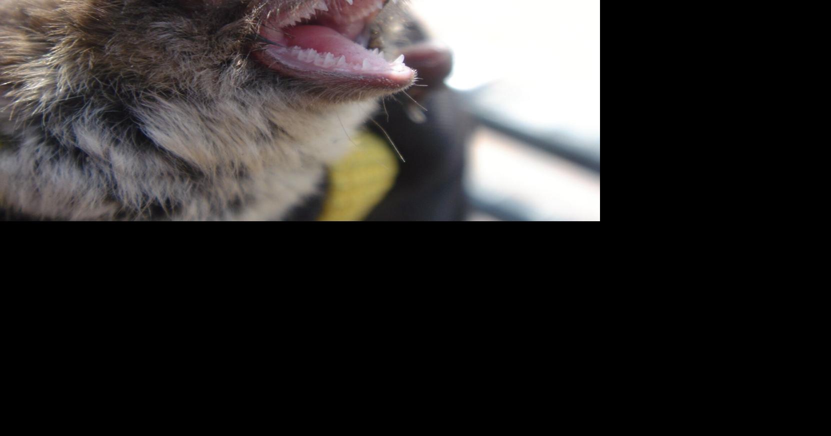 Two bats test positive for rabies in Hamilton