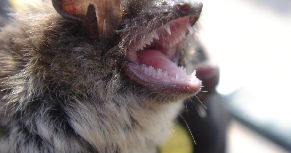 Two bats test positive for rabies in Hamilton