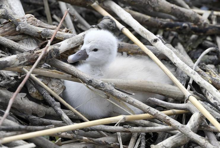 Take a swan dive into these photos hatch at Bayfront Park