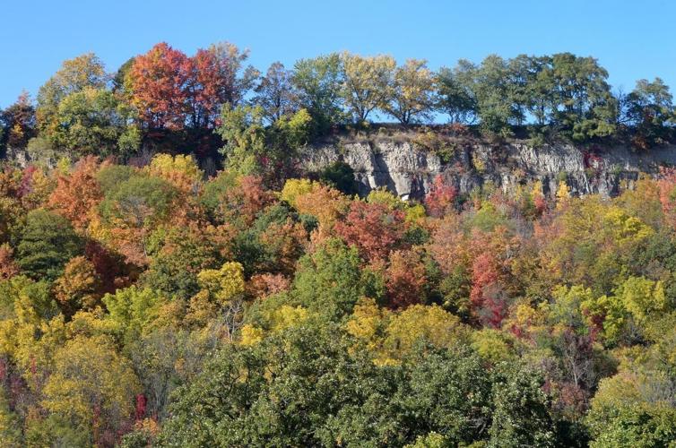 Hamilton Fall Color Fall foliage brightens up Hamilton