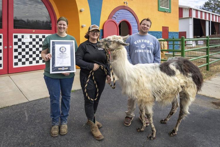 World's oldest llama enjoys comforting chronically ill children in(01)