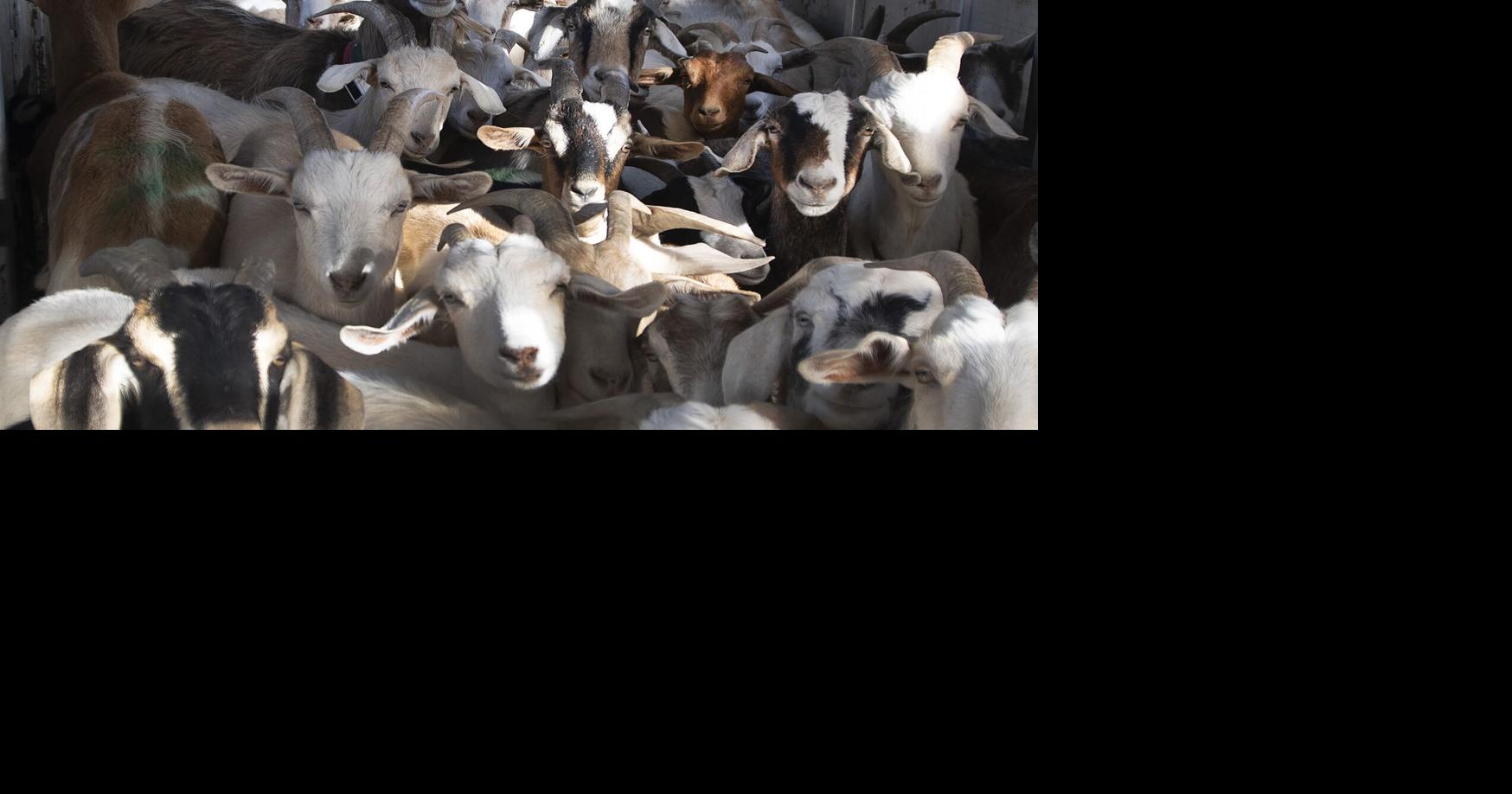 Goats tackle invasive plants in Hamilton
