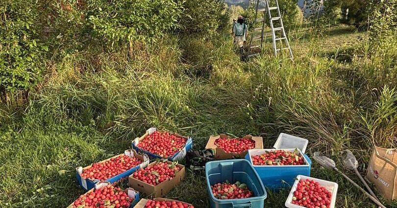Pemberton’s Fruit Tree Project turns backyard bounty into community ...