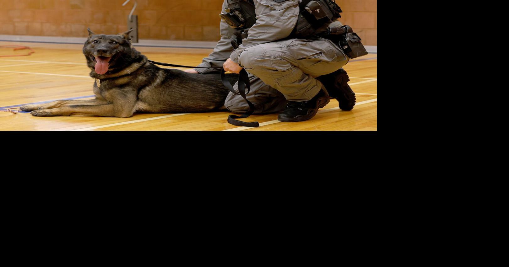 Hamilton police mark 65 years of K-9 unit as veteran dog retires