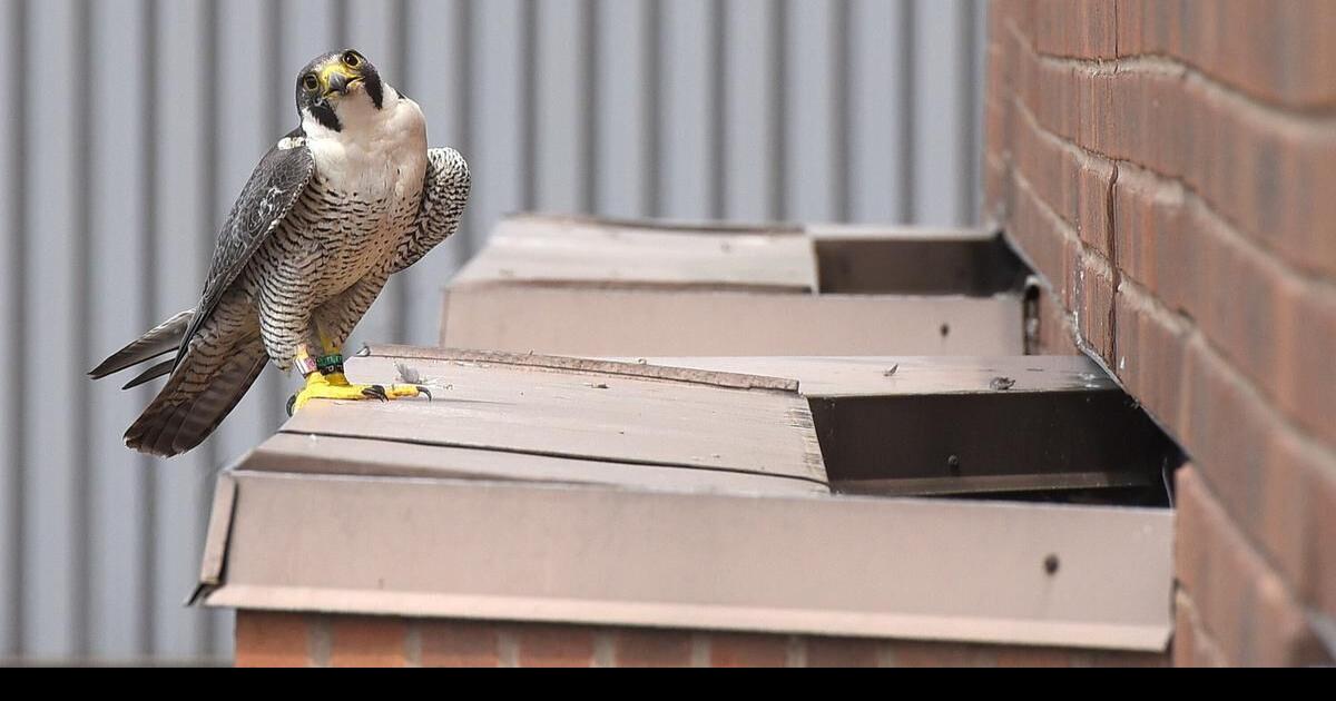 Council declares peregrine falcon Hamilton's 'city bird'
