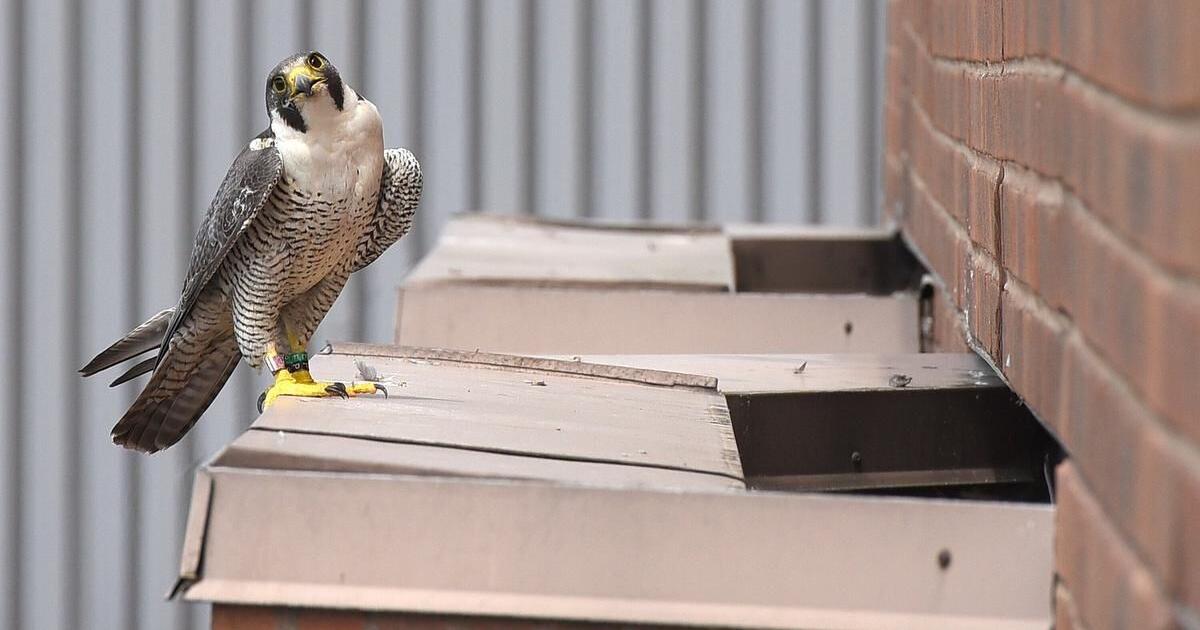 Council declares peregrine falcon Hamilton's 'city bird'