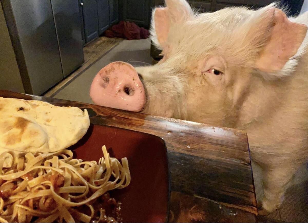 Esther the Wonder Pig loved every food but kale