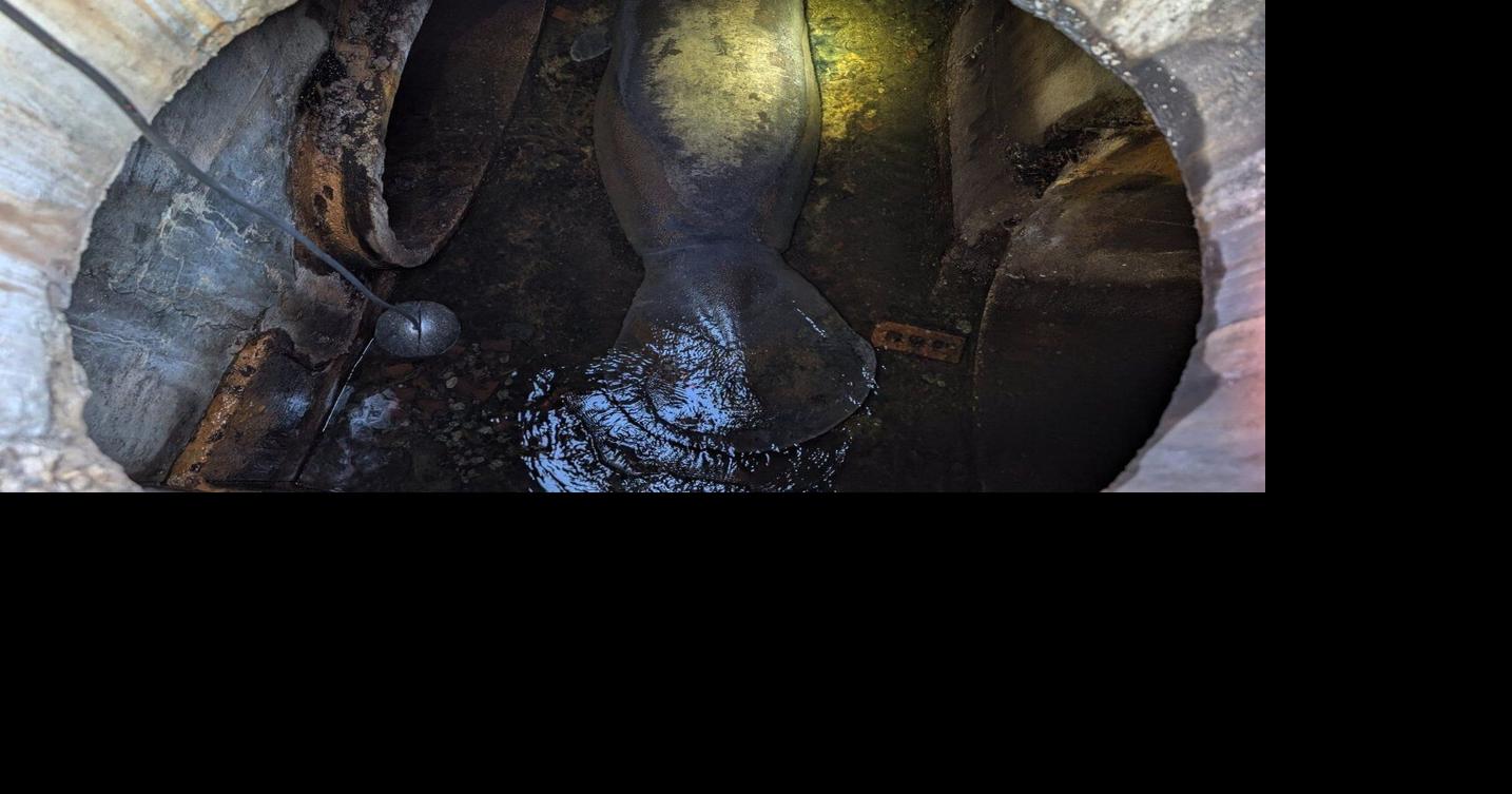 A 410-pound manatee rescued from a Florida storm drain is recovering at ...