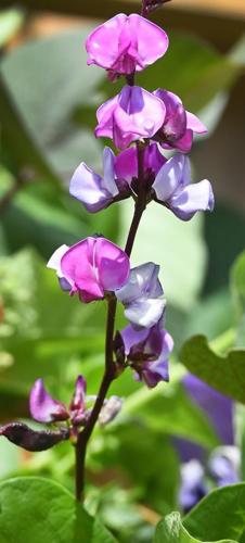 hyacinth_bean_vine