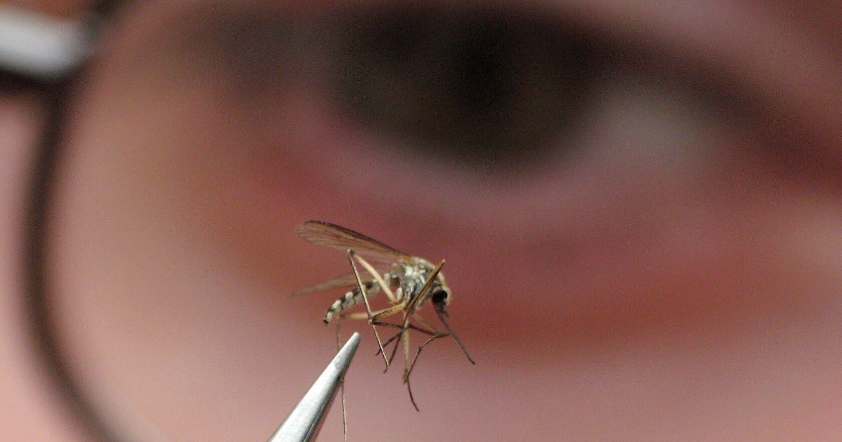 Hamilton mosquitoes test positive for West Nile virus