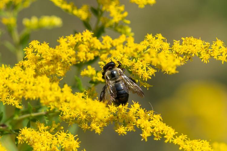 A carpenter bee gathers pollen