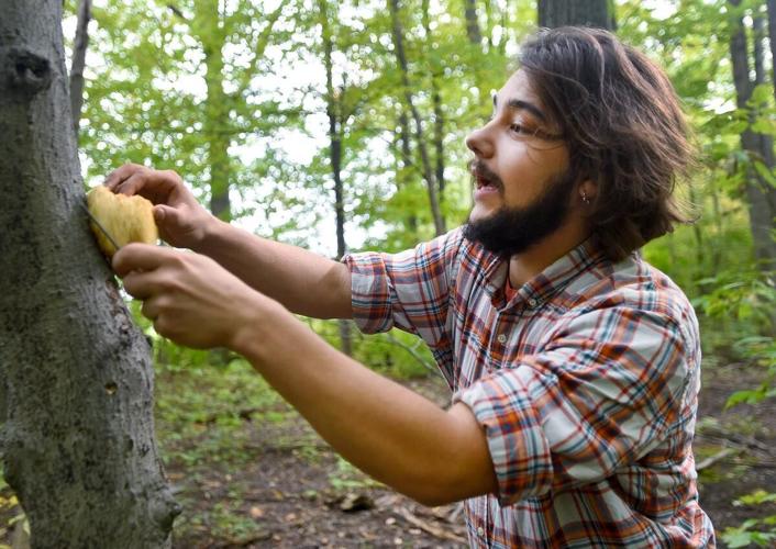 Urban foraging is growing in popularity, but beware, poisonous