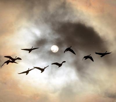 Canada Geese take flight