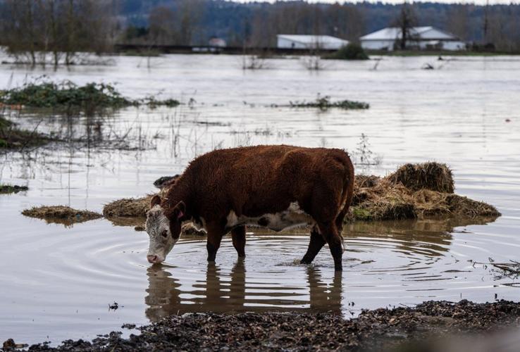 Record floods in Washington state trigger dramatic rescues and evacuations