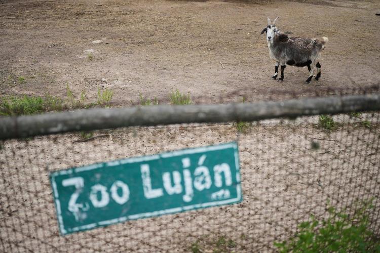 Years after Argentina shut a notorious zoo, the stranded animals are