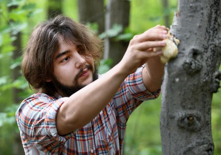 Urban foraging is growing in popularity, but beware, poisonous