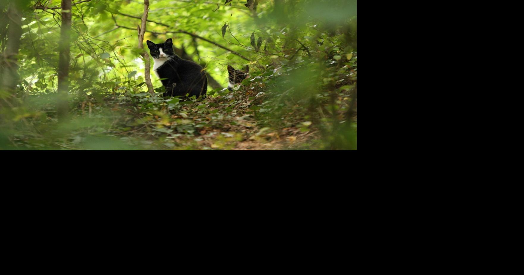 April 24: Feral cat problem will worsen and other letters