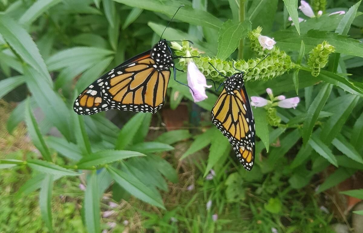 Waterford woman raised 80 monarch butterflies in her kitchen