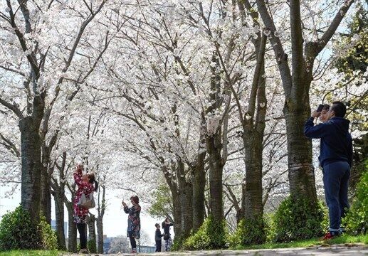 cherry trees at Spencer Smith Park