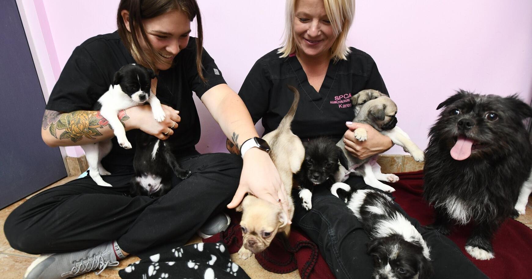Hamilton-Burlington SPCA has expansion plans - Vimarsana News