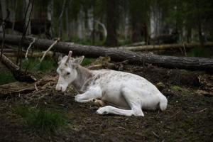 Sweden's plans to mine rare-earth minerals could ruin the lives of Indigenous Sami reindeer herders