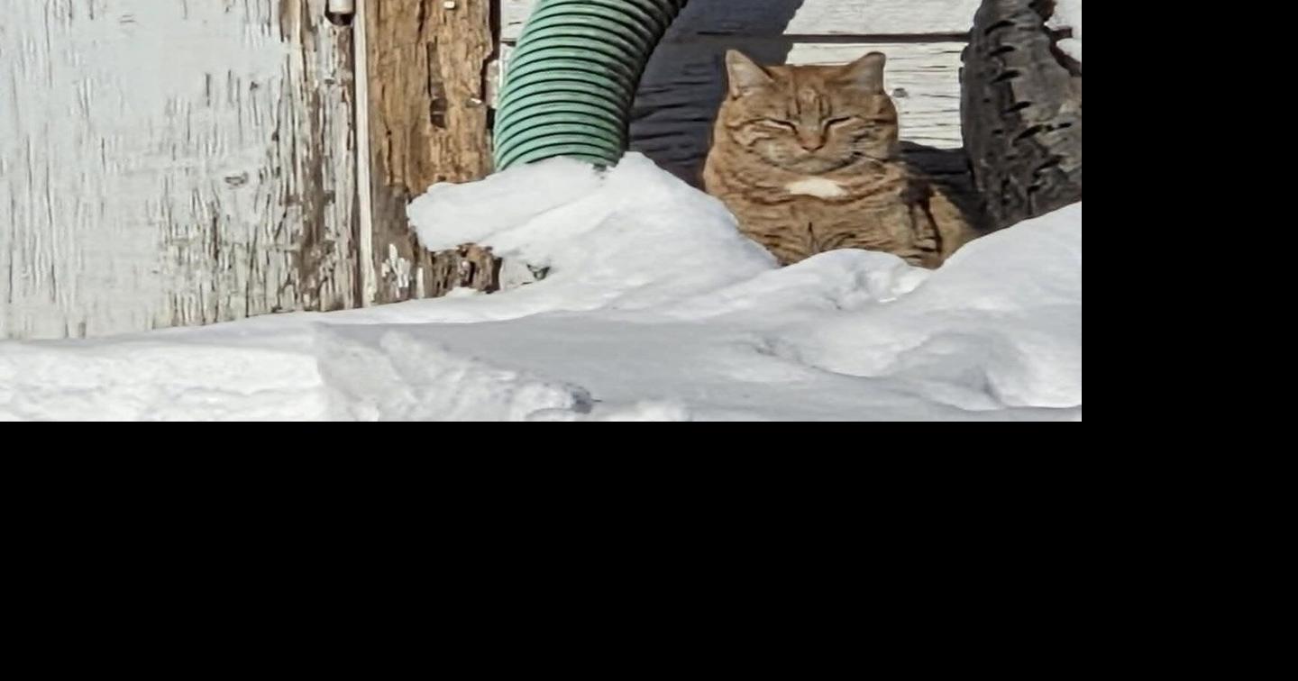How to help cats out in the cold